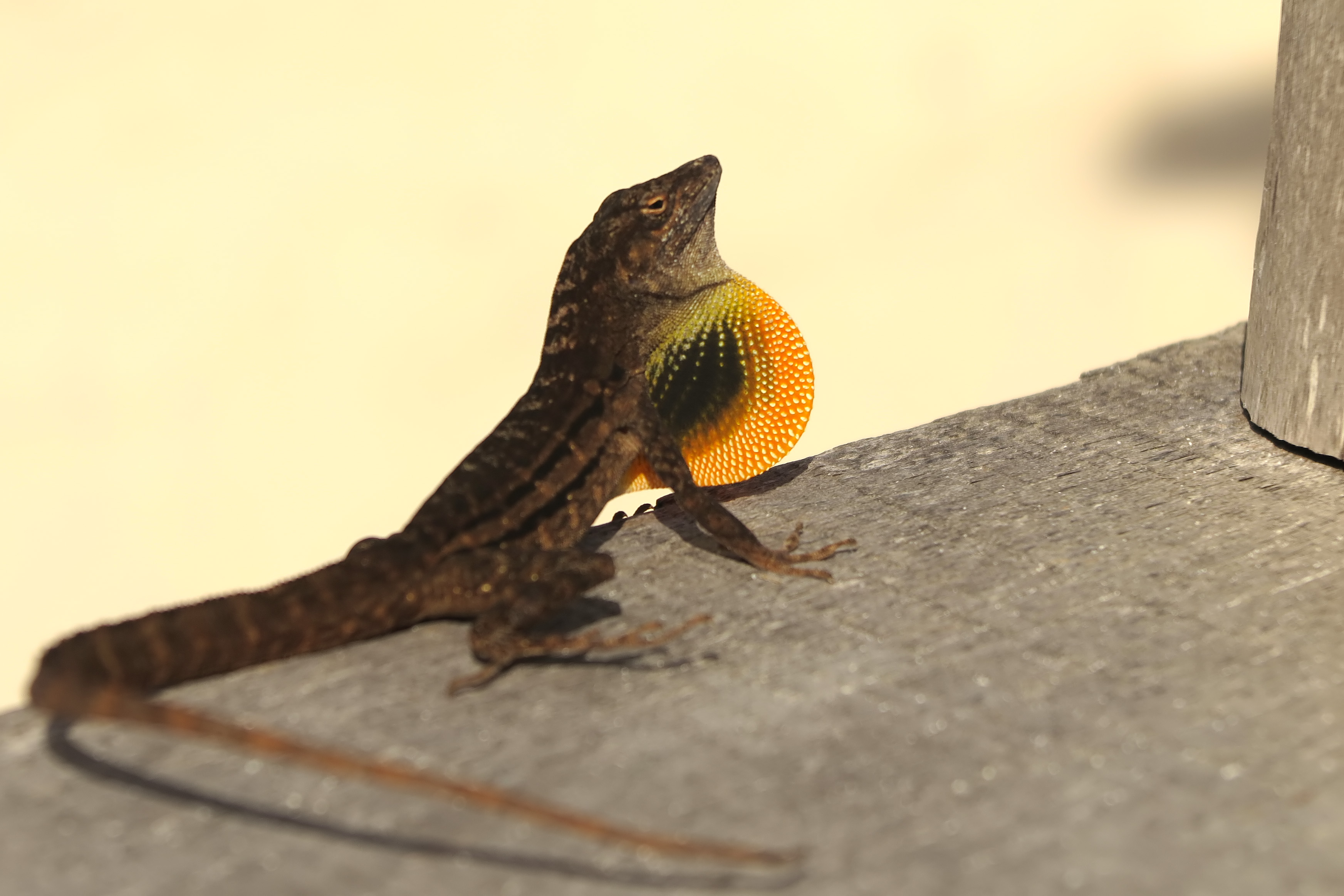 2018-01-24 - 10-12-12 - Klein Curacao - Eidechse